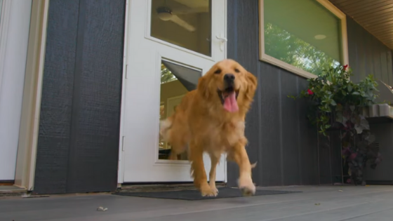 Larson storm door sales with pet door